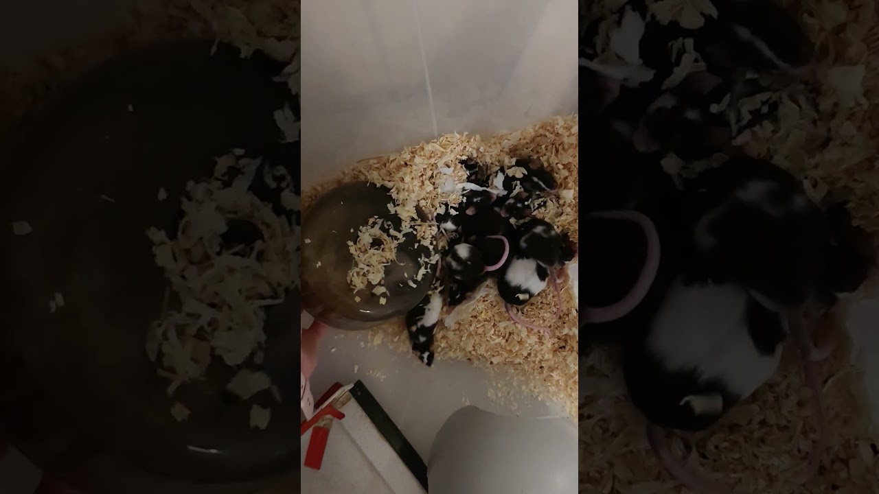 Weekly mice unboxing