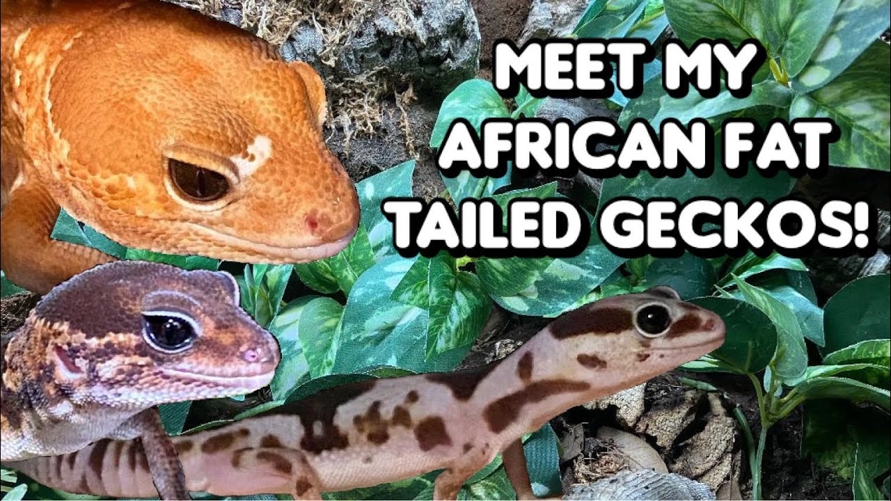 Познакомьтесь с моими африканскими толстохвостыми гекконами!