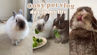 A DAY In My LIFE With 2 BONDED BUNNIES