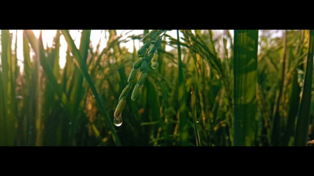 Lek nyatane wes bosen ngomongo ojo moro-moro lungo