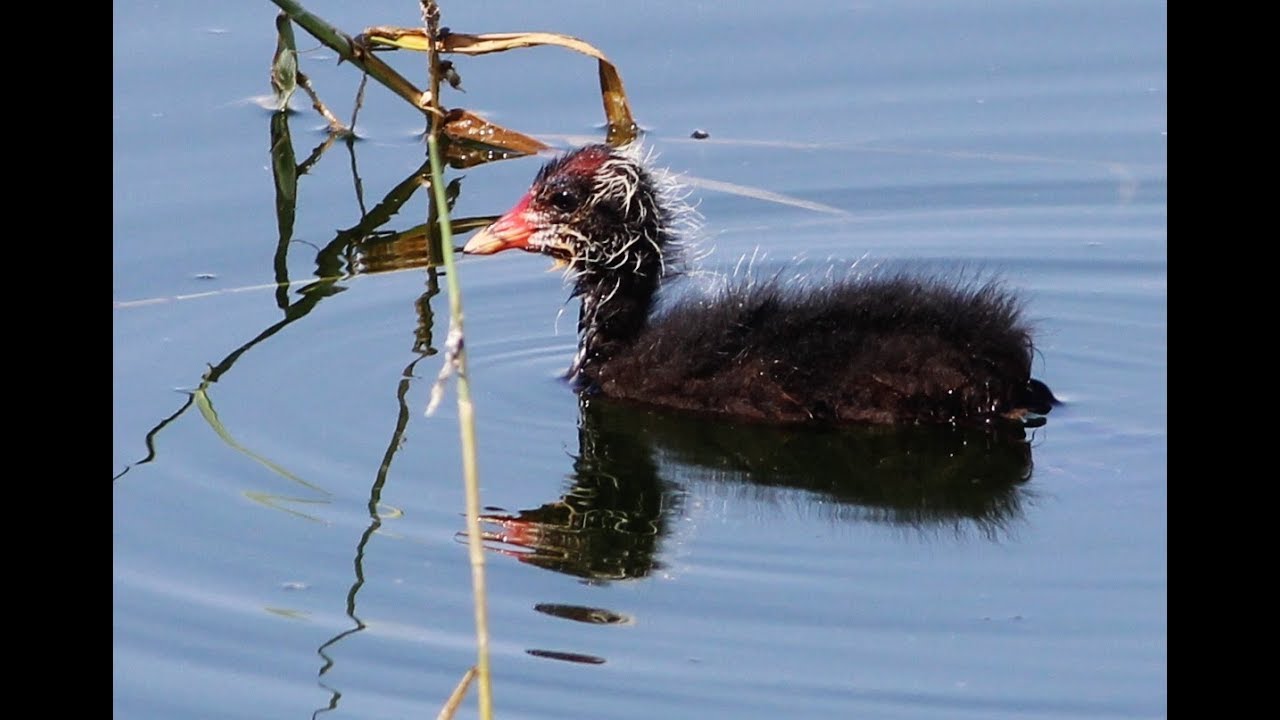 Juvenile Eurasian coot - Fulica atra - Φαλαρίδα - Καραπαττάς - Cyprus