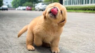 Funniest & Cutest Golden Retriever Puppies #13- Funny Puppy Videos 2020