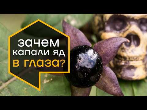 Беладонна - ядовитое