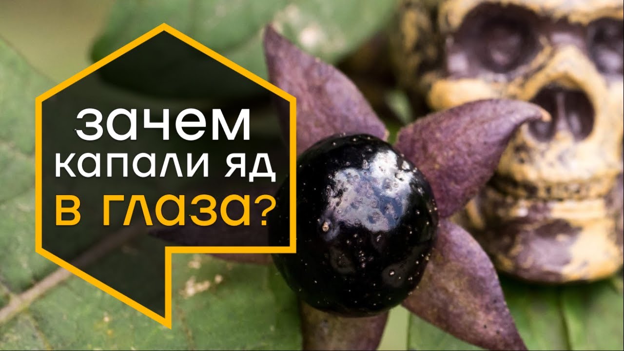Беладонна - ядовитое растение, придающее особенный блеск глазам. Зачем закапывать яд в глаза?