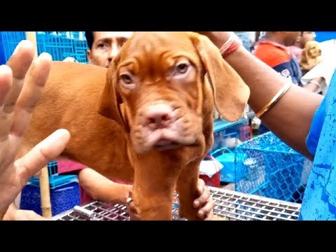 puppy paradise French Mastiff Puppy now Galiff Street Kolkata