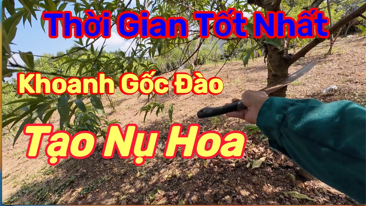 Cách khoanh vỏ cây đào để hãm dăm tạo nụ hoa tháng 8 âm lịch.