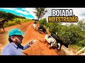 SOLTEI A VACA DO VIZINHO E A BOIADA DE RODEIO NO CORREDOR !