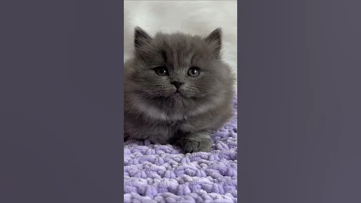 Watch the video about We have a little Cheshire cat