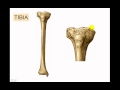 Osteologia de miembro inferior 6