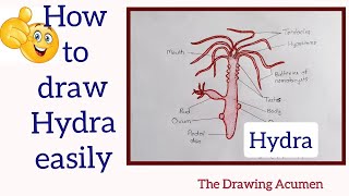 How to draw Hydra diagram ||Hydra ko easily kaise draw kare ...