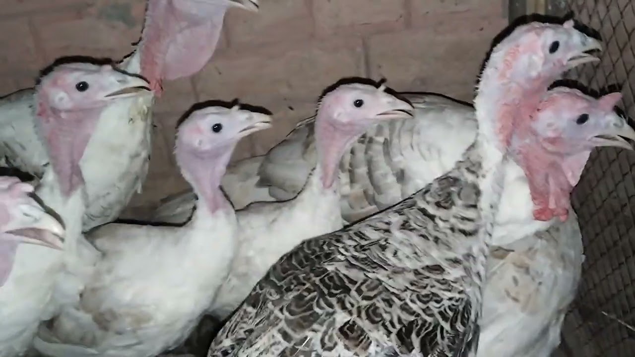 Turkey 2 male 6 female and out cross quality age 6 month available sahiwal