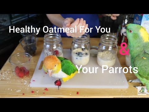 Can Parrots Eat Dry Oats