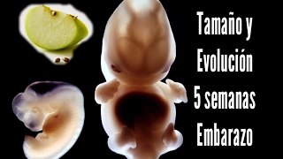 Semana 5 De Embarazo Tamano Y Evolucion Del Bebe Cambios En El Cuerpo De La Madre Youtube