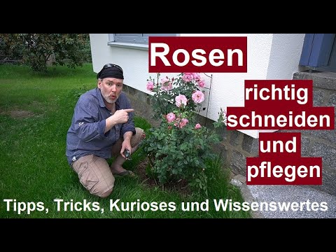 Video: Wählen Sie Eine Rose Mit Langer Blüte