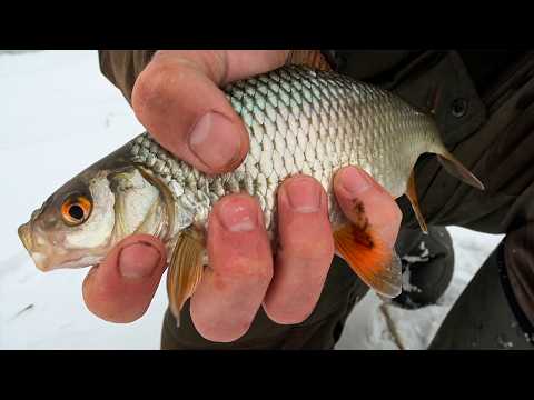 На простую самоделку КЛЮЁТ ВСЁ!! В редком камыше КРУПНАЯ ПЛОТВА, КАРАСЬ, ОКУНЬ!! Рыбалка на КРЕСТЫ!!