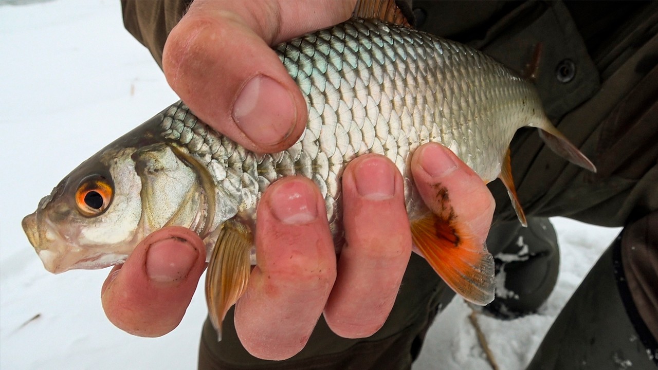 На простую самоделку КЛЮЁТ ВСЁ!! В редком камыше КРУПНАЯ ПЛОТВА, КАРАСЬ, ОКУНЬ!! Рыбалка на КРЕСТЫ!!