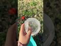 Freeze water balloons in cold weather science experiment #freezewaterballoon #scienceexperiments