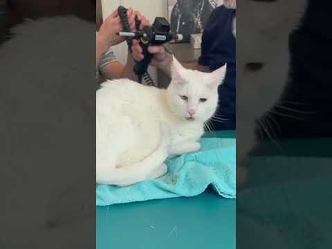 Βίντεο: Είναι η γάτα σας στον πόνο;
