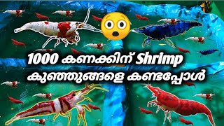 #1000 കണക്കിന് കുഞ്ഞുങ്ങളെ കിട്ടിപ്പയാൾ #shrimp #shrimp bulk breeding #ornamental shrimps