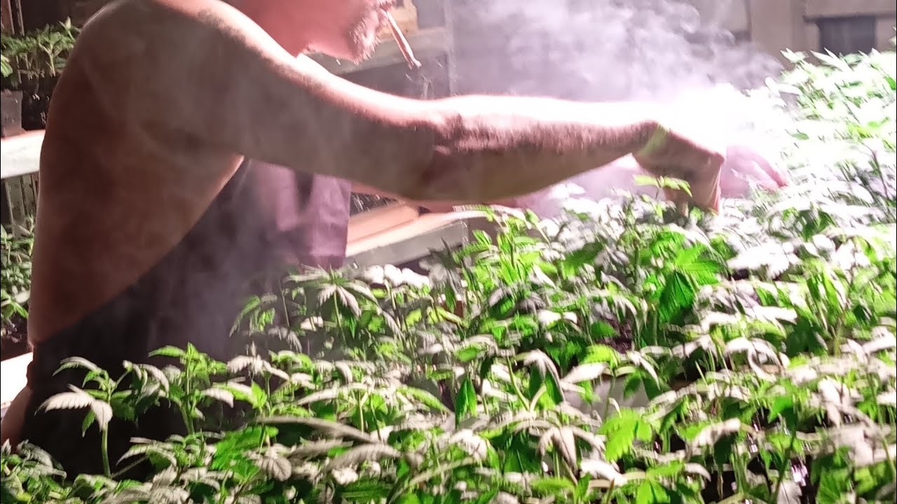 Cannabis autofloraison conseils