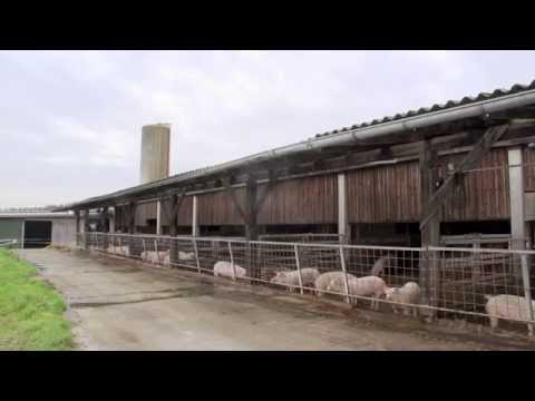 Feneberg VonHier - Schweinemastbetrieb Holland