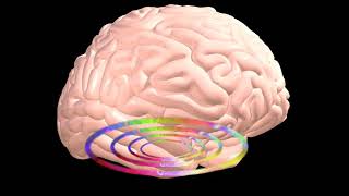 Biology - 3D animation - Human Brain Overview ( Senior) - English