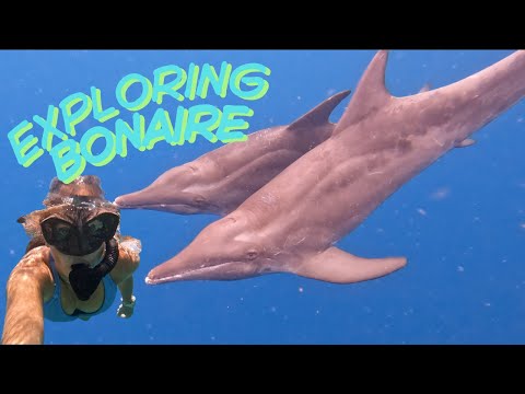 Exploring Bonaire: Salt Flats, Donkeys, Diving & Dolphins!