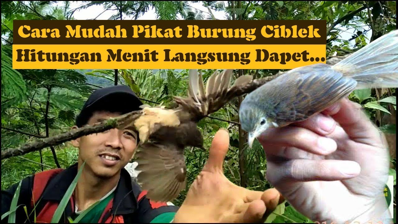 CARA MUDAH PIKAT BURUNG CIBLEK.. 