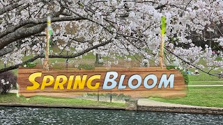 Cherry blossom in full Bloom 🌼🌸 Spring blooming in North Carolina USA by Travelclicks_PD 53 views 1 month ago 7 minutes, 19 seconds