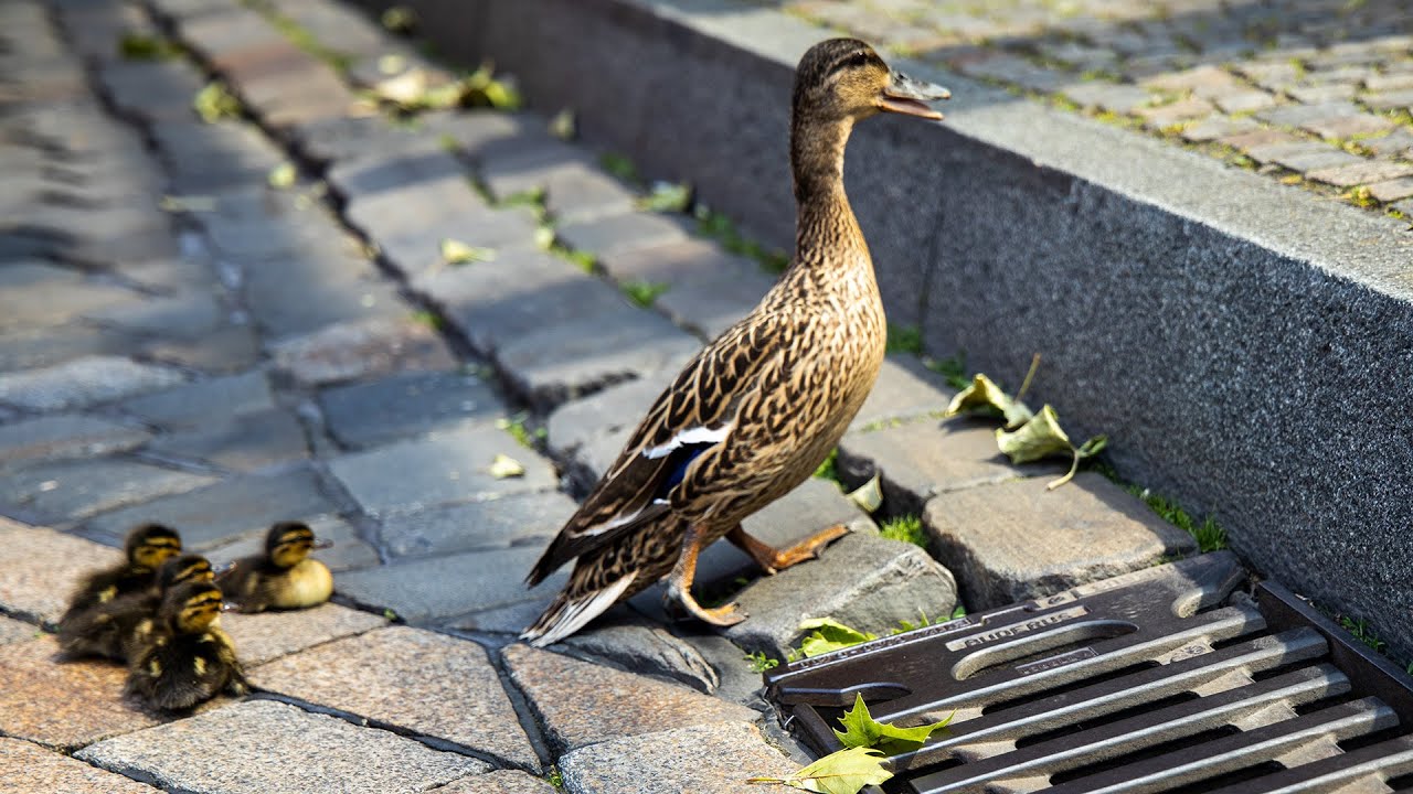 Quer durch Osnabrück - Entenfamilie auf dem Weg in die Hase
