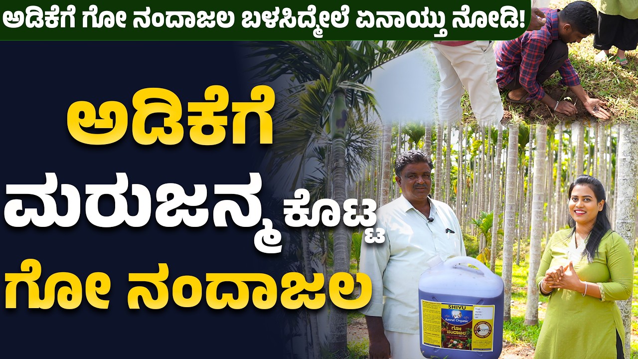 ಅಡಿಕೆಗೆ ಮರುಜನ್ಮ ಕೊಟ್ಟ ಗೋ ನಂದಾಜಲ#gonandajala #arecafertilizer