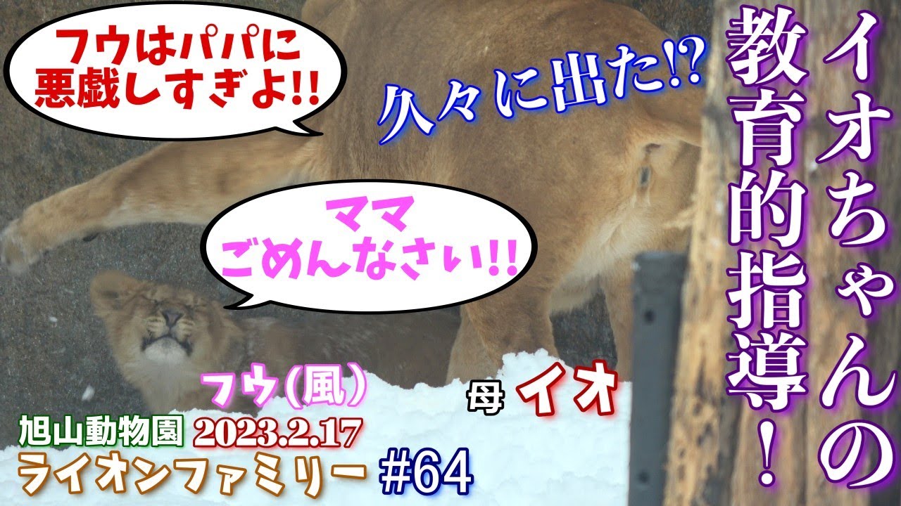 【久々に出た！？イオちゃんのフウへの教育的指導と、超レア？正面から撮れた岩の上のオリトの咆哮のシーン。】オリトファミリー劇場#64【2023/2/17旭山動物園のライオン一家】
