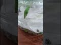 jadi kepompong