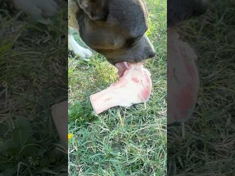 DOUBLE LICK 👅 DOG BONE 🦴 BLUE STAFFY