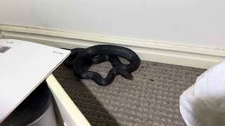 Red Bellied Black Snake Hiding in a Merrimac Bedroom 🐍⚠️🔥