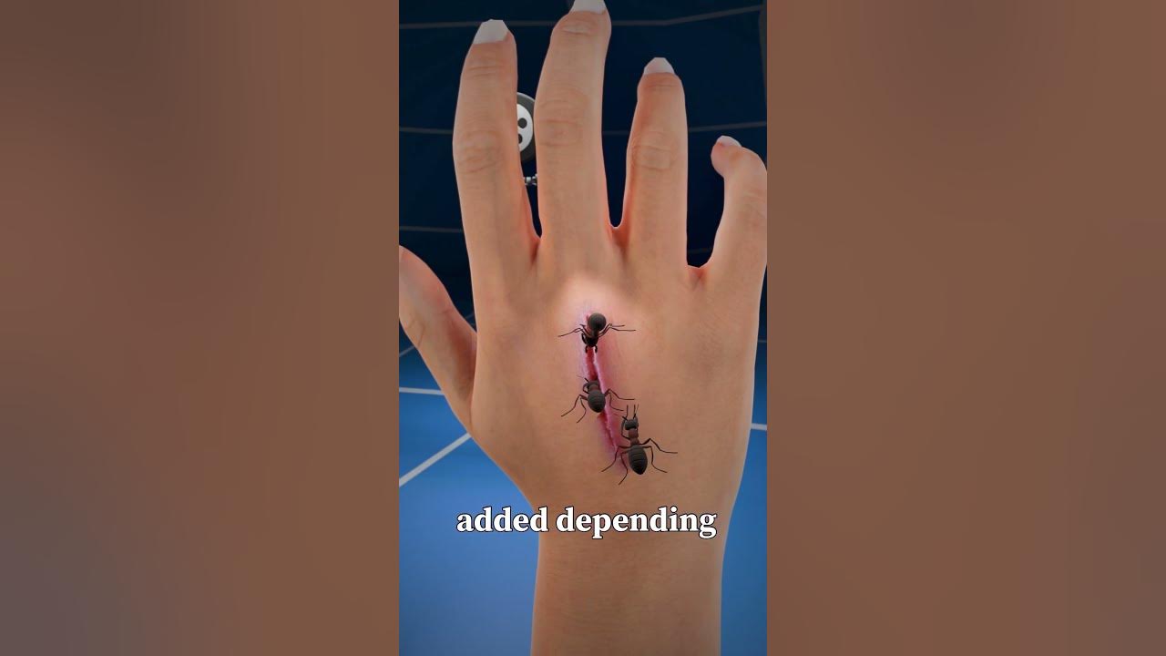 Using Ants To Stitch Wounds 🐜 #shorts