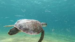Bonaire diving 2019
