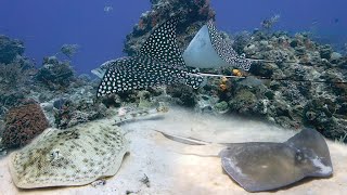 Eagle Ray and Stingrays (Myliobatiformes)