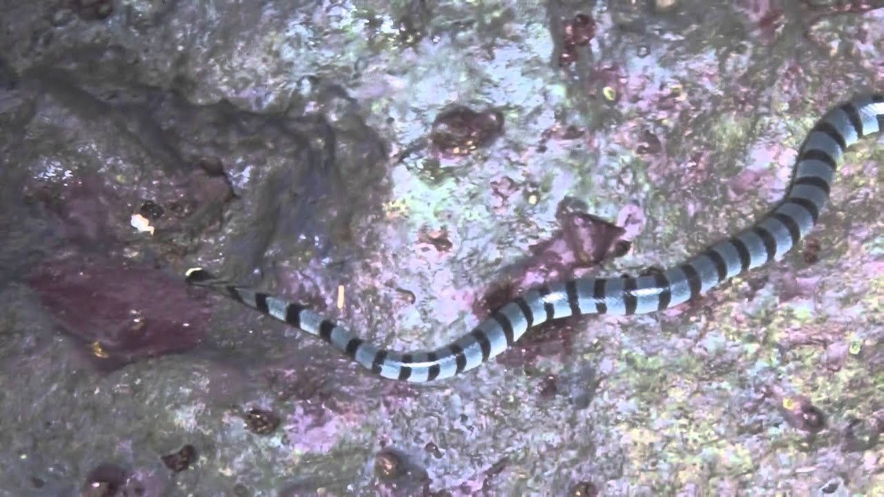 serpent le plus dangereux du monde - YouTube