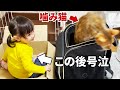 噛みつき猫をリュックに入れてみた。お届け物に興味津々な猫と1歳娘