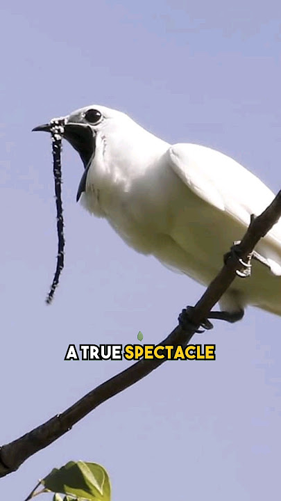 Download lagu The Loudest Bird On Earth | White Bellbird #shorts