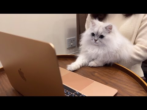 ビデオ通話で実家猫と初対面する猫