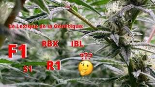 Log #70: First Steps in Genetics!