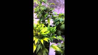 TRANSPLANTING