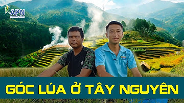 APN - GÓC LÚA Ở CAO NGUYÊN - CÂU CHUYỆN  NHÀ NÔNG NGƯỜI Ê ĐÊ MÊ SUPER CAT