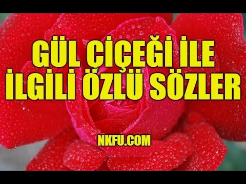 Gül Çiçeği İle İlgili Güzel Özlü Sözler