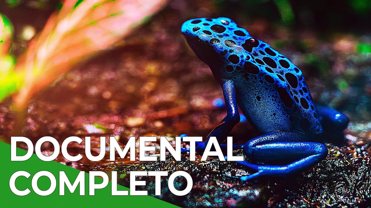 El Pulso de la Selva Atlántica | Free Documentary Nature - Español