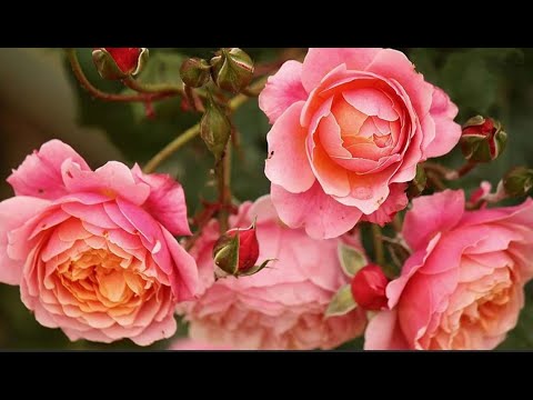 Галерея - Prix P.J. Redoute (MASpiejo) - Энциклопедия роз