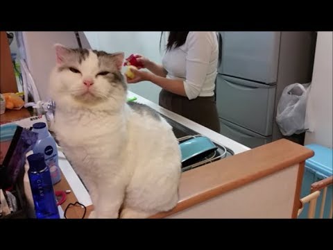 皮をむきむきする妊婦ママと、決め顔する白モフ猫 - YouTube