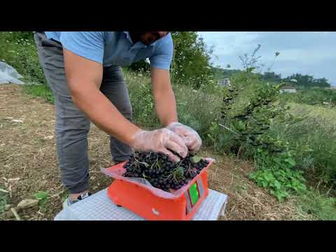 Video: Aronia Berry Bilgi - Bahçede Nero Aronia Berry Yetiştirme İpuçları